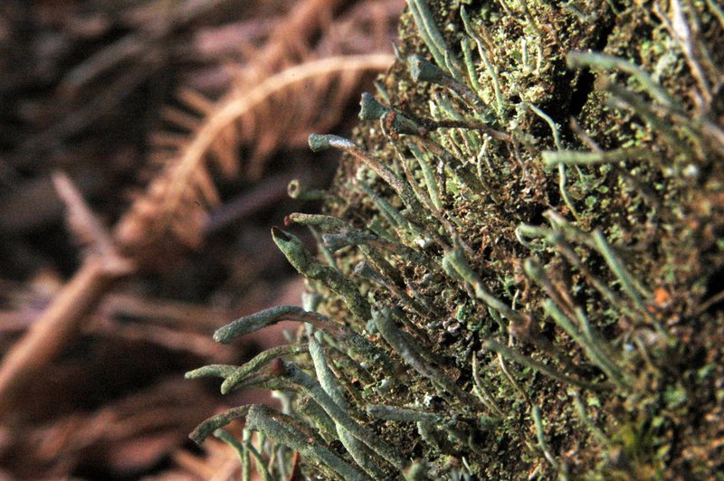 Lichens forestiers 3.3.2013 041